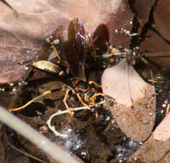 Polistes comanchus navajoe