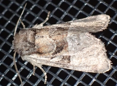 Meropleon ambifusca