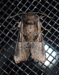 Meropleon ambifusca