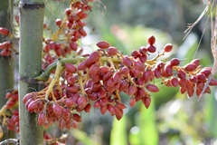 Pinanga
