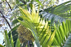 Pinanga