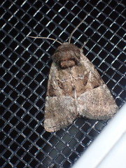 Meropleon ambifusca