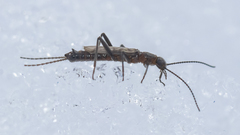 Allocapnia minima