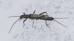 Allocapnia minima