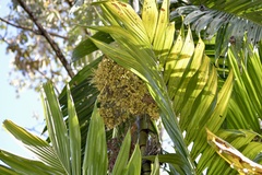 Pinanga