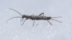 Allocapnia pygmaea