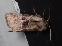Meropleon ambifusca