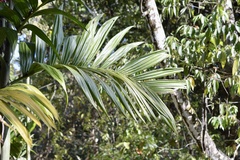 Pinanga