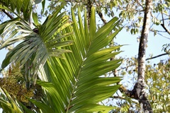 Pinanga