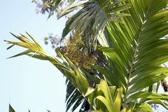 Pinanga