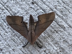 Marumba cristata