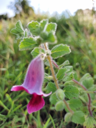Image of Sesamum prostratum by (c) premchand, some rights reserved (CC BY-SA)
