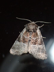 Meropleon ambifusca