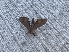 Marumba cristata