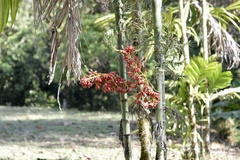 Pinanga
