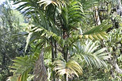 Pinanga