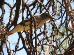 Myiarchus cinerascens