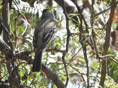 Myiarchus cinerascens