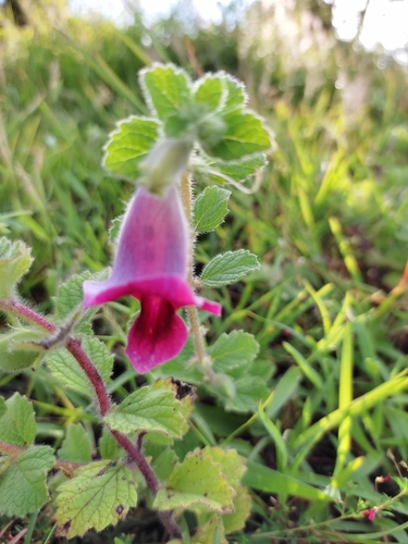 Image of Sesamum prostratum by (c) premchand, some rights reserved (CC BY-SA)