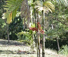 Pinanga