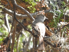 Myiarchus cinerascens
