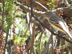 Myiarchus cinerascens