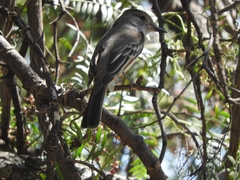 Myiarchus cinerascens