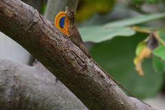 Anolis unilobatus