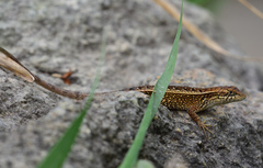 Sceloporus squamosus