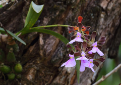 Encyclia cordigera