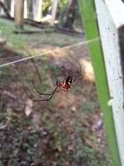 Leucauge