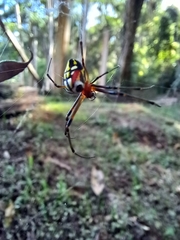 Leucauge