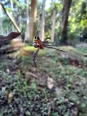 Leucauge