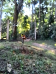 Leucauge