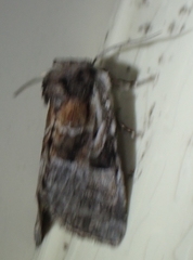 Meropleon ambifusca