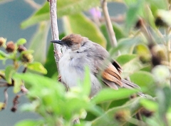 Cisticola hunteri