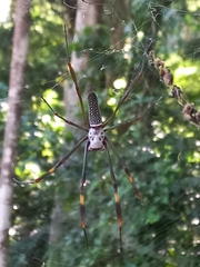 Trichonephila clavipes