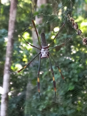 Trichonephila clavipes