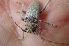 Polyacanthia flavipes