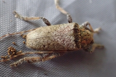 Polyacanthia flavipes