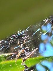 Trichonephila clavipes