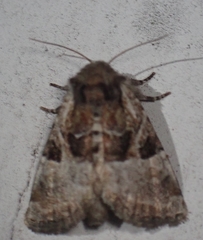Meropleon ambifusca