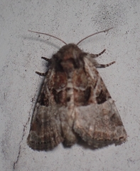 Meropleon ambifusca