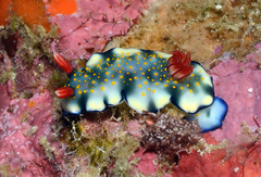 Hypselodoris bollandi
