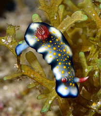 Hypselodoris bollandi
