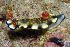 Hypselodoris bollandi