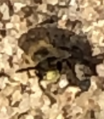 Parandrena