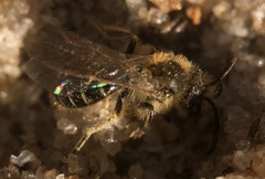 Parandrena