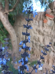 Salvia stachydifolia