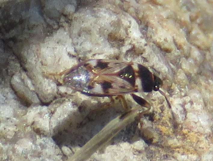 Cryphula rivierei